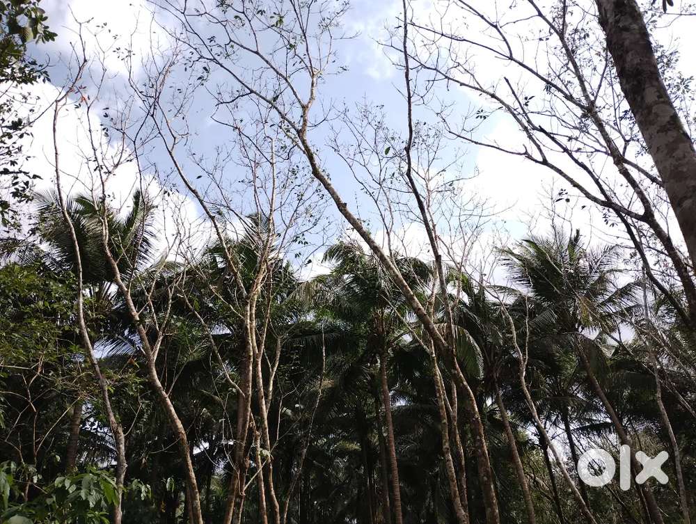 Land Sale in Paloth, Kayyur