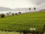 New daroji