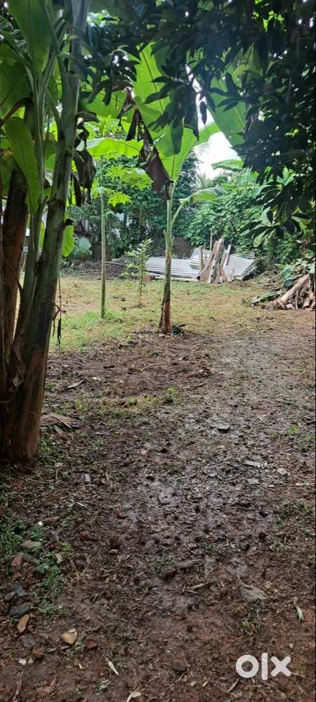 Plot For sale in kanjikuzhy