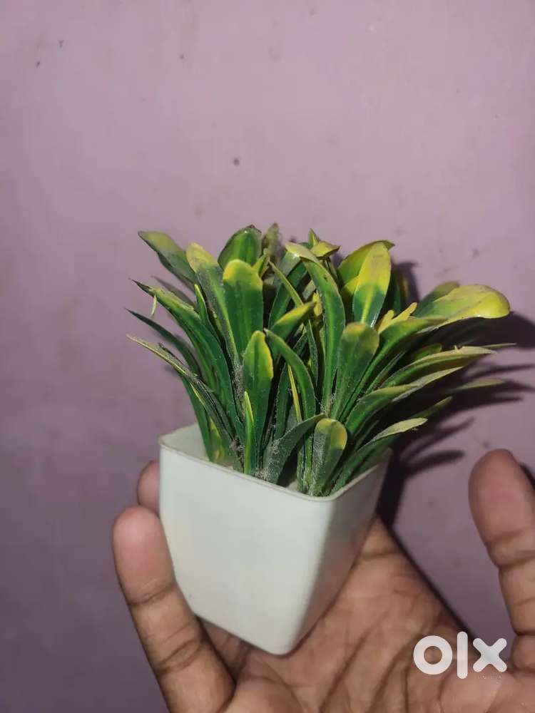 Mini plants