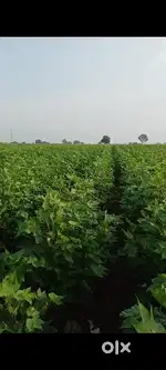 2 Acre Agriculture Land For Sale