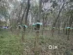 1 Acer Rubber Plantation Tar Road Side Perumpuzha Pallimuku.