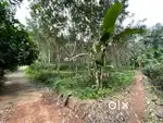 45 Cent Rubber Plantation Land for Sale