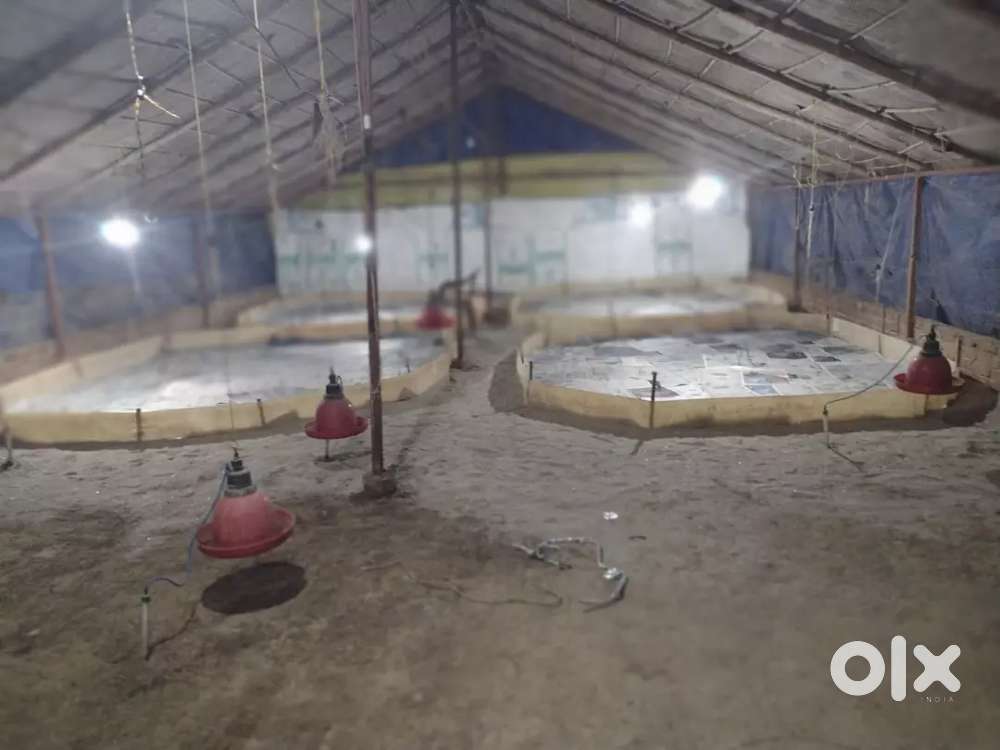 Poultry farm rent pr uplabdh h