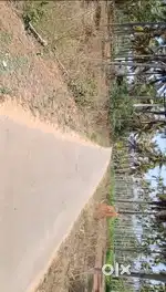 2 ACRES FARM LAND NEAR MALSANDRA WITH COCONUT TREES AND ADIKE TREES