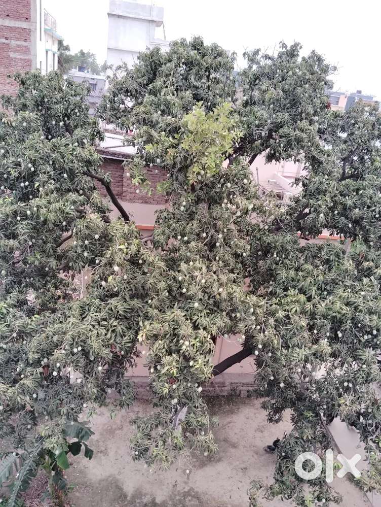 Contact  offices shops and godwons in hajipur  godwons  small factory