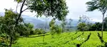 Vagamon Tea View 143 Cent LA pattayam Land with small house for sale