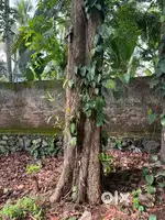 Manjiyam (Acacia)tree for sale