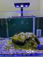 2 feet cube Saltwater aquarium and accessories
