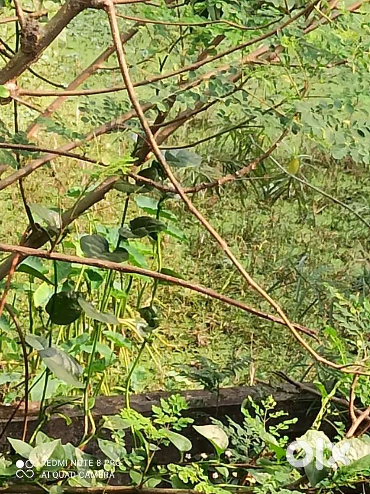 7ଡିସିମିଲ(1km ସୁଦ୍ଧାନନ୍ଦ ସ୍କୁଲ୍)ସୂଜାଙ୍ଗ