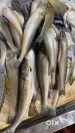 Need fish and chicken cutter