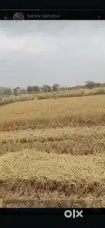 ग्राम पड़रिया तह. तखतपुर जि. बिलासपुर में 84 डिस. कृषि भूमि बेचना हैं