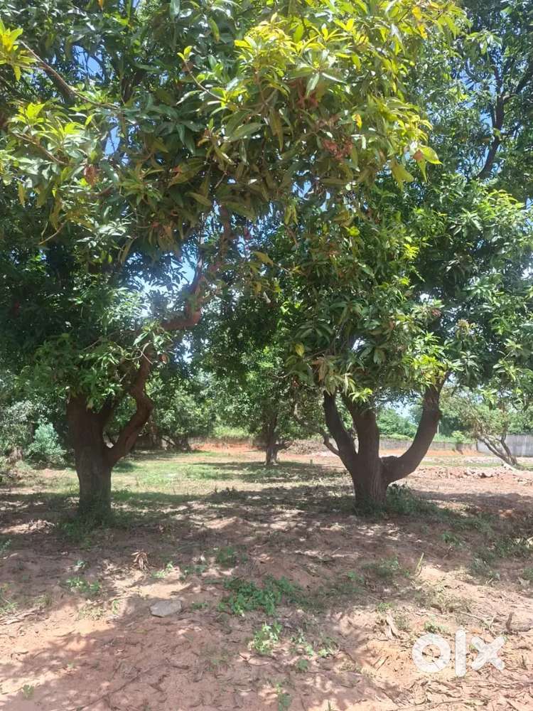 2400sq FARM LAND REDHILLS REVATHI STORES JUST 4.5KM PATTA LAND