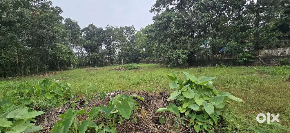Land for sale @ pandalam, 30 cents near medical Mission Junction