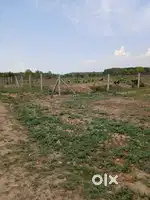 250 kile in punjab