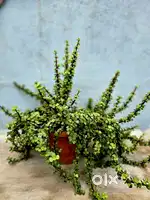 Ornamental Home decoration plants, home delivery possible