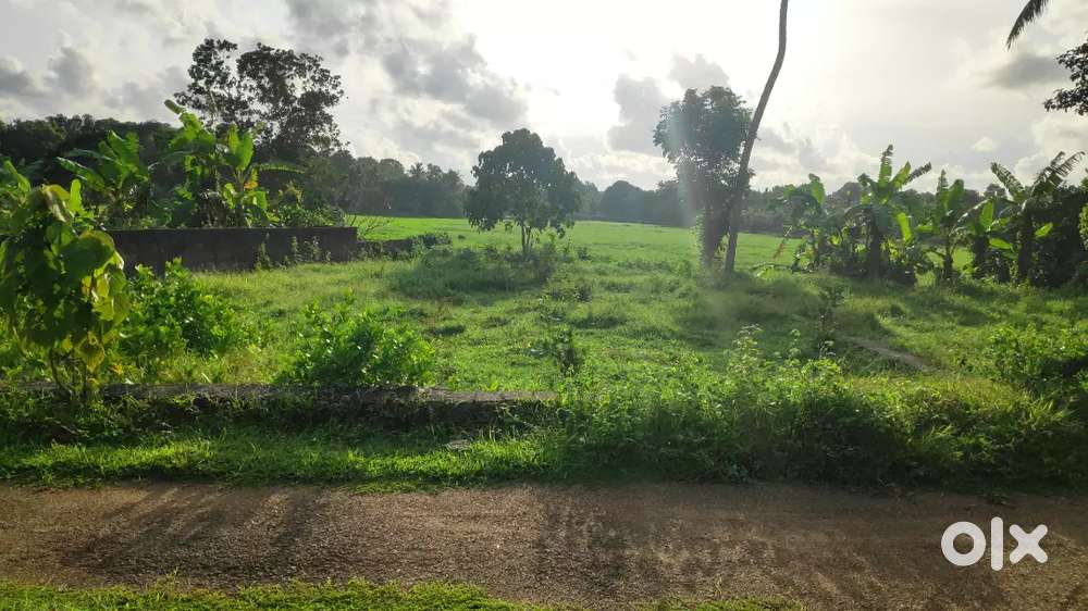 2Plot for sale near Nellad junction,thiruvalla(8cent and 7cent)