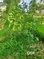 5.5 Cent Land with House for Sale – Kollam, Near Maruthadi Road