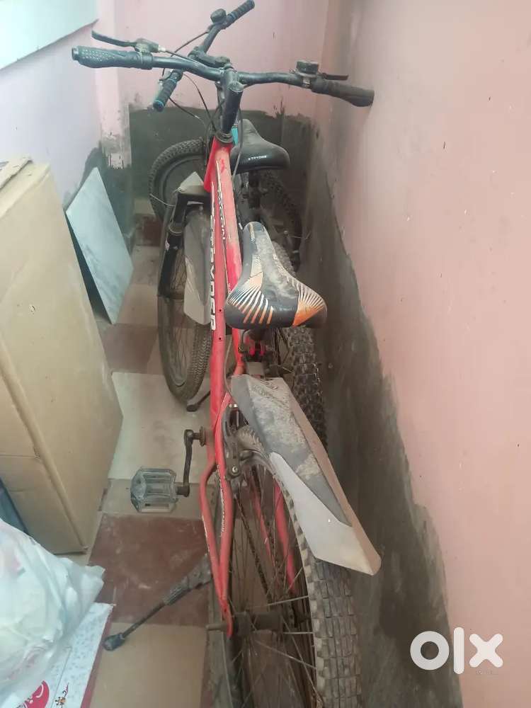 2 Adult Cycle