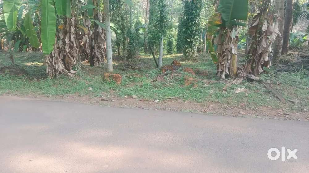 50 സെന്റ് പ്ലോട്ട് ,ശാന്തവും മനോഹരവുമായ സ്ഥലം..  ,