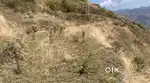 4 bigha land near theog