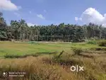 90 Cent Plot for Sale in Kidanganad, Valluvady Wayanad