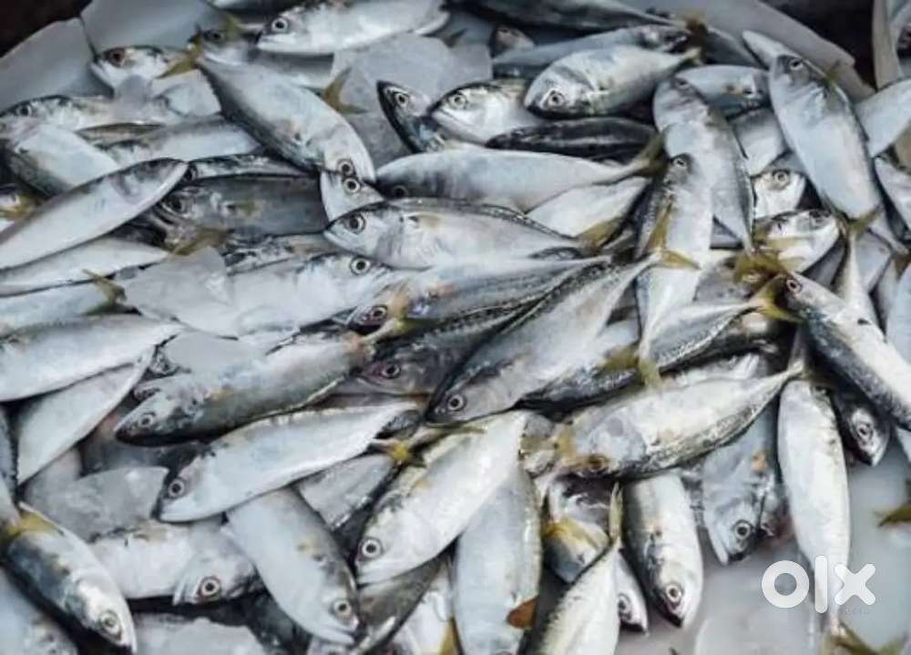 Fish sales