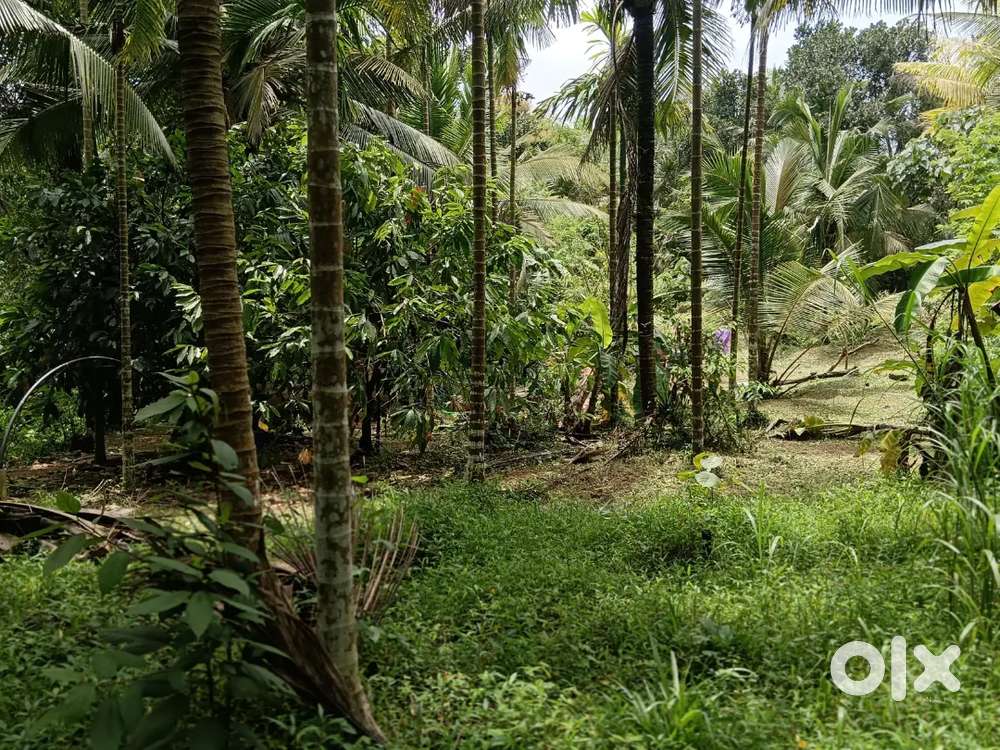 30cents thota land in vorkady just18 kilometre from thokottu Mangaluru