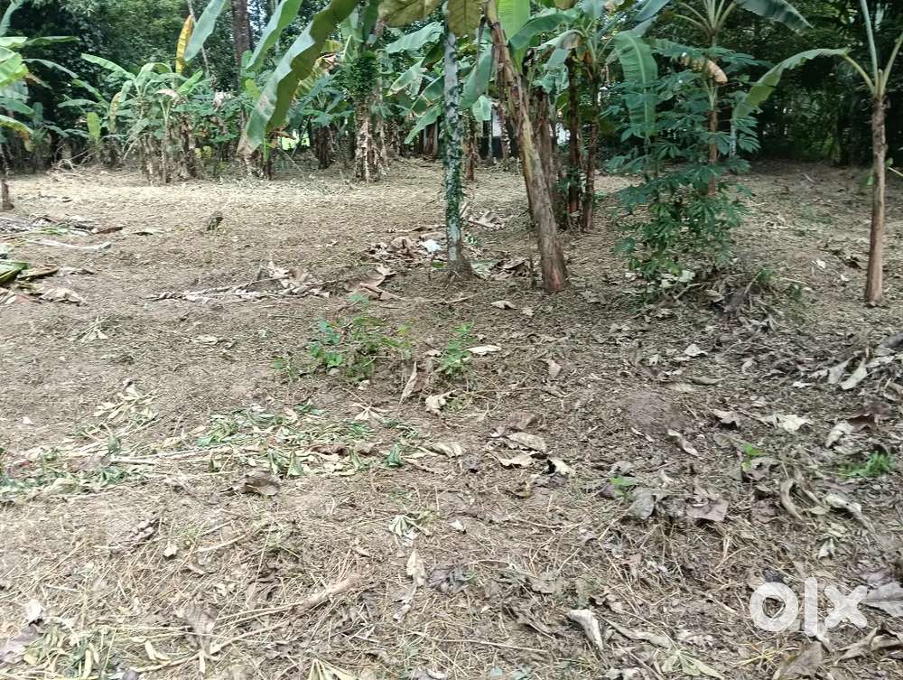 മാള കവനാട് മെയിൻ റോഡ് ഫ്രന്റ്ജ് 32 സെന്റ് സ്ഥലം വില്പനക്ക്