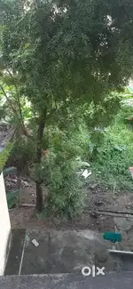 1.5 katha myadi land