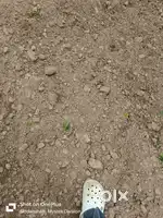 Agricultural land is available for lease/Rent