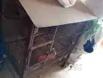 Love Birds Cage