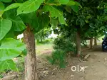 10 ACRES FARM - 2 EB, 2 WELLS - BEFORE SAMAYAPURAM TOLL, TRICHY.