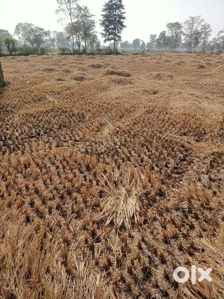 1 akad jamin dabal fasal bechna h