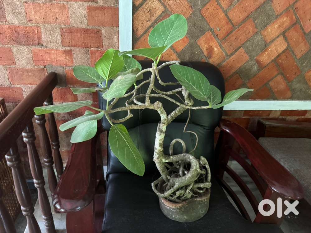 Bonsai banian tree