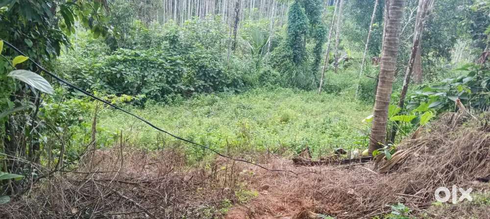 10cent plot for resort and house.Located at kalpetta mananthavady road