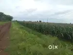 6 acres of Agriculture land for sale each acre 55 lakes for sale.