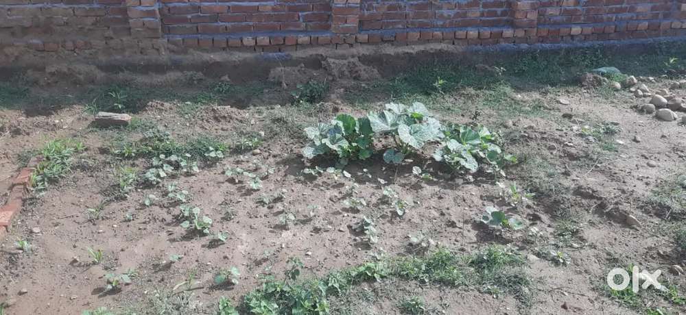 Plot for urgent sale