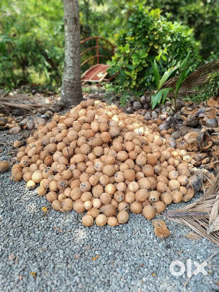 Organic Coconut