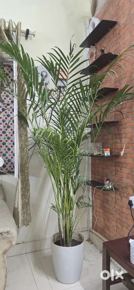 Areca Palm (Dypsis lutescens) plant