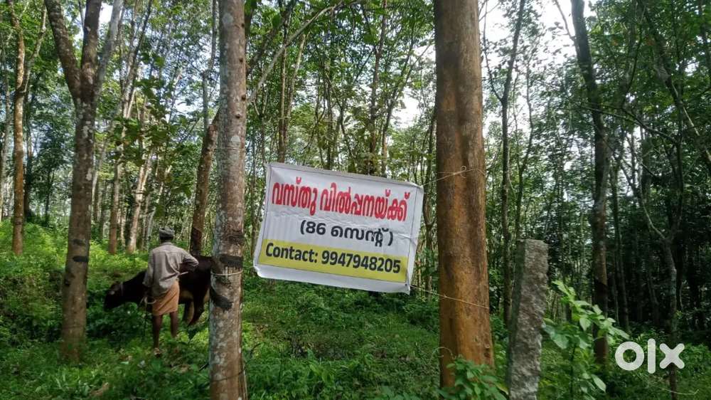 Rubber land near kochumala kshethram
