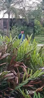 Job need at morning time