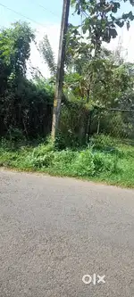 Suitable for house plots, Now mango trees.