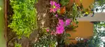 3 BHK FOR RENT NEAR SUM HOSPITAL CET C