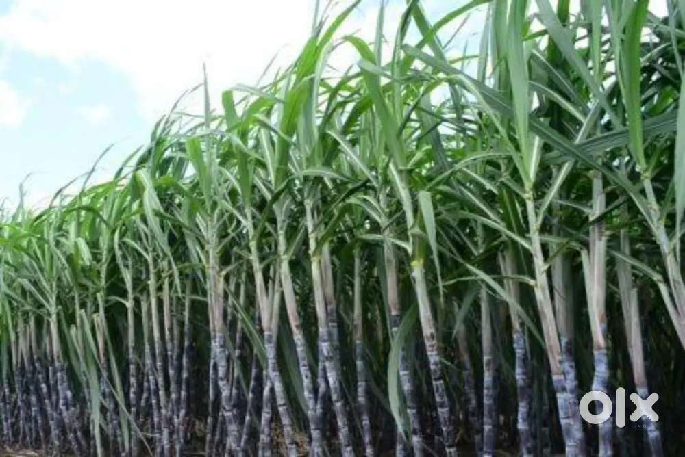 Urgent selling Farm land ( शेत जमीन)