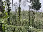 2.5 ACRE COFFEE LAND FOR SALE IN RIPPON,WAYANAD.