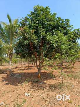Plantation Farm Land Open Plots For Sale Near by BibiNagar
