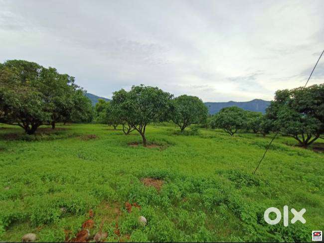 Farmland for sale in Chemmanampathy, Palakkad