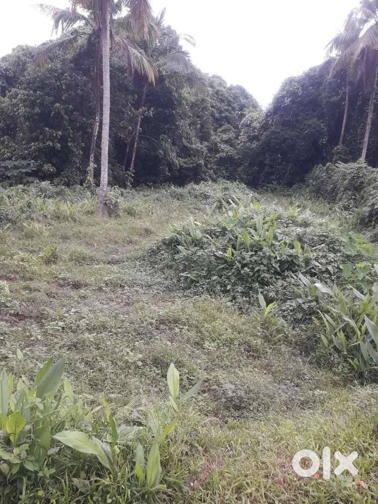 Original land selling near new high court Kalamassery medical college