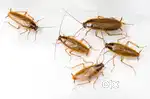 Quick Action Pest Control